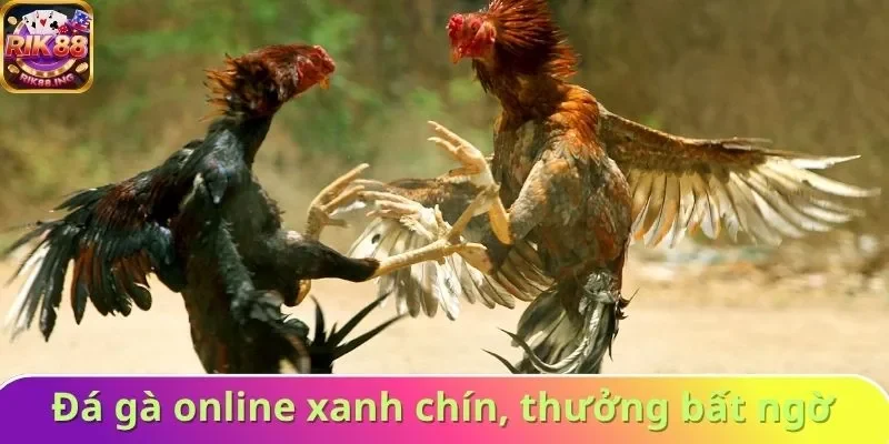 Cá cược đá gà online xanh chín, thưởng bất ngờ
